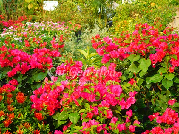 Hướng Dẫn Cách Cho Cây Bông Giấy Ra Hoa