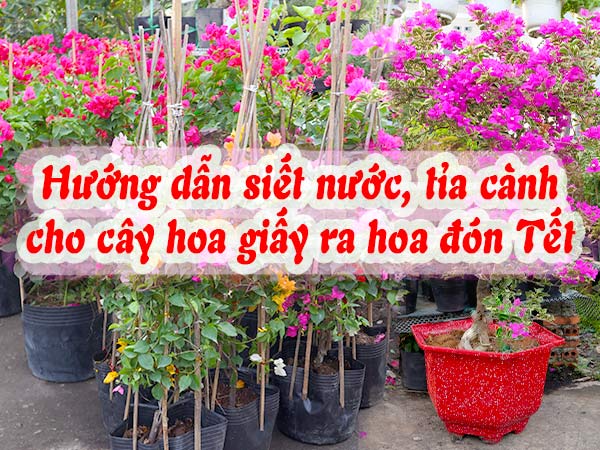 Hướng Dẫn Cách Cho Cây Hoa Giấy Ra Hoa 