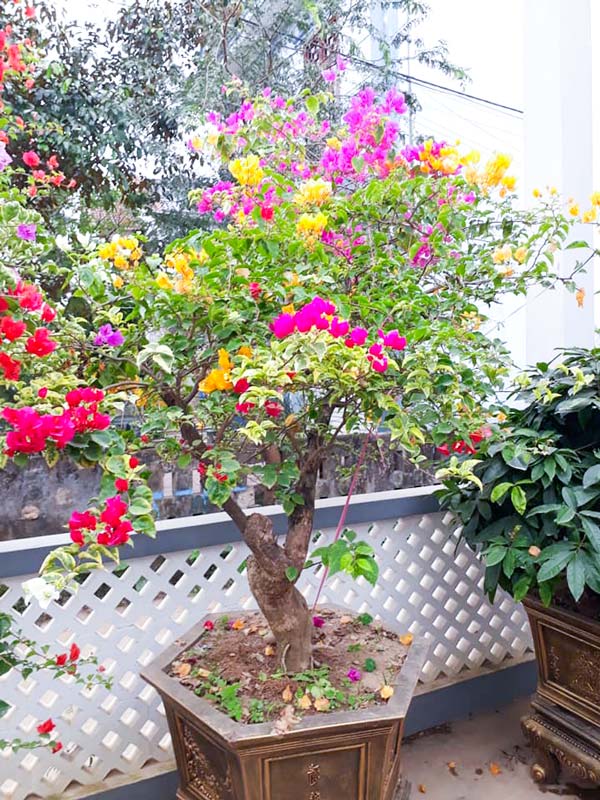 Hướng Dẫn Cách Cho Cây Bông Giấy Ra Hoa