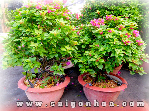 Hướng Dẫn Cách Cho Cây Bông Giấy Ra Hoa