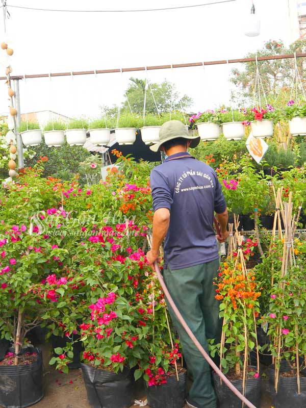 Hướng Dẫn Cách Cho Cây Bông Giấy Ra Hoa