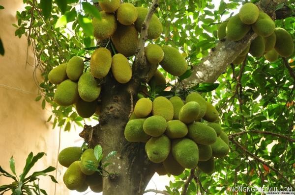 ky-thuat-trong-mit-nang-suat-cao