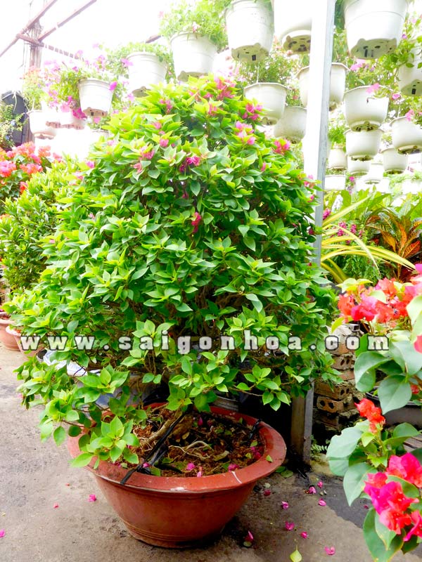 Hướng Dẫn Cách Cho Cây Bông Giấy Ra Hoa