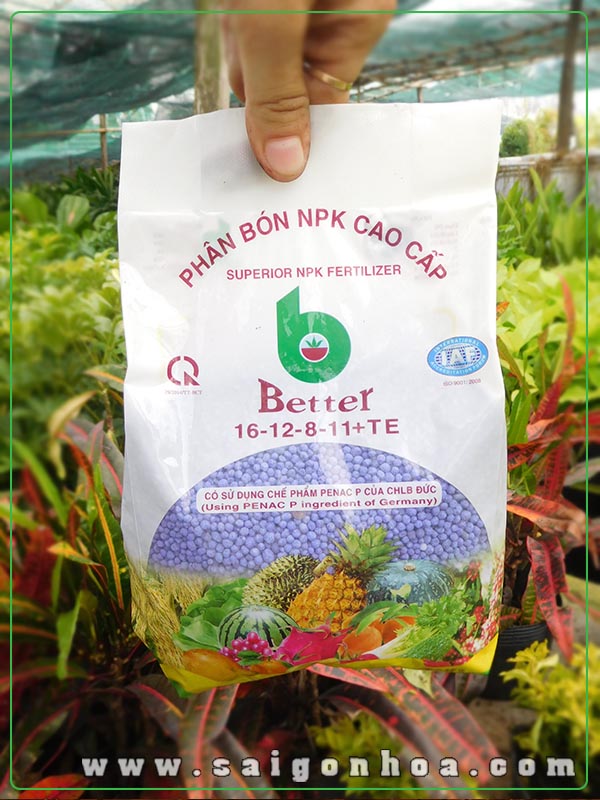 Hướng Dẫn Cách Cho Cây Bông Giấy Ra Hoa