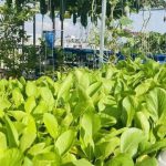 Hướng dẫn trồng rau sân thượng đơn giản, hiệu quả, xanh tốt quanh năm