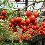 KỸ THUẬT TRỒNG VÀ CHĂM SÓC CÀ CHUA LEO GIÀN