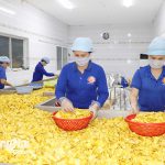 Phát triển các vùng chuyên canh cây ăn trái bền vững