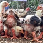 Nuôi con đặc sản, thị trường ngách cho chăn nuôi nông hộ: [Bài 3] Nuôi gà Đông Tảo thuần chủng