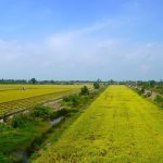 Chế phẩm vi sinh cải tạo 'mỏ phèn' Đồng Tháp Mười