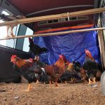Nuôi gà du mục kiểu ‘lười’