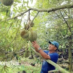 Chất lượng và minh bạch để thị trường sầu riêng tăng trưởng đột phá