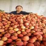 Phát triển sản phẩm chủ lực tại nông thôn miền núi: Mục tiêu mới trong ứng dụng công nghệ