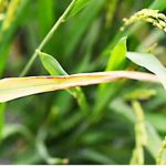 Kiểm soát bệnh cháy bìa lá lúa bằng chế phẩm thực khuẩn