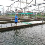 Tạo sông trong ao giúp năng suất nuôi cá tăng gấp 4 - 6 lần