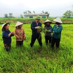 Tập huấn quản lý sức khỏe tổng hợp trên cây trồng chủ lực