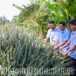 Bước chuyển trong nông nghiệp của xã Long Hưng khi đạt chuẩn nông thôn mới nâng cao