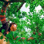 Mận hậu Phiêng Khoài lên máy bay, xuất ngoại giúp người dân giảm nghèo bền vững