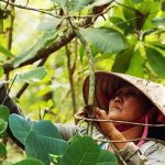 Từ quả điều đến dứa mật, HTX viết tiếp giấc mơ thoát nghèo cho người dân