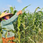 Làm 3 vụ mỗi năm, nâng thu nhập lên 200 triệu đồng/ha