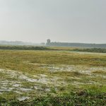 Hà Tĩnh huy động mọi giải pháp khẩn cấp cứu lúa