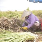 Chuyển lúa sang sả, nông dân cười hỉ hả