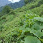 Trồng 1 sào su su, lợi nhuận bằng 1 mẫu lúa