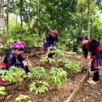 Đưa sản phẩm nông sản Lai Châu vươn xa