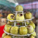 15ha hồng không hạt Bảo Hà cho doanh thu gần 2 tỷ đồng mỗi năm