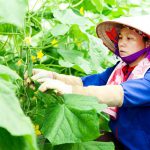 Phát triển kinh tế tư nhân trong lĩnh vực nông nghiệp