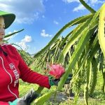 Chuyện đưa trái thanh long Sơn La sang châu Âu