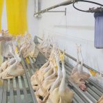 Gỡ khó cho giết mổ tập trung: [Bài 2] Doanh nghiệp chưa mặn mà