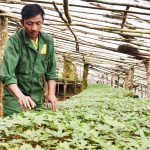 Chuyển mình từ những khu vườn hữu cơ ở vùng cao Kon Tum