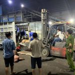 Hàng tấn lợn chết, bốc mùi hôi thối đang tuồn đi tiêu thụ