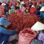 Hiệu quả dự án vùng nguyên liệu ớt tỉnh Ninh Thuận