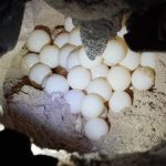 Rùa Philippines vượt đại dương về Côn Đảo đẻ trứng