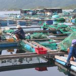 Lan tỏa bảo vệ môi trường nuôi trồng thủy sản:[Bài cuối] Việc làm phải thường xuyên