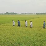 Trà Vinh: 43 xã tham gia canh tác lúa chất lượng cao, phát thải thấp