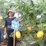 Giới thiệu kết quả nghiên cứu, chọn tạo giống lúa, rau màu vụ xuân năm 2025