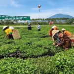 Quảng Ninh: Sôi động chuyển đổi số và nông nghiệp công nghệ cao