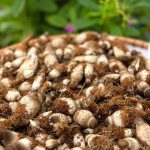 Công nghệ cao ‘bắt bệnh’ hiệu quả cho nấm mối đen