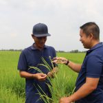 Đề án 1 triệu hécta lúa chất lượng cao, phát thải thấp - 'Cuộc cách mạng' trên đồng ruộng: Những trợ thủ đắc lực của nhà nông (Bài 3)