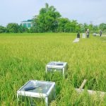 Cận cảnh thu tín chỉ Carbon trong sản xuất lúa