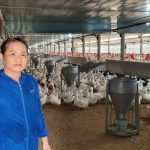 Long An không còn ổ dịch gia súc, gia cầm