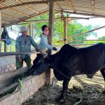 Quảng Nam chủ động kiểm tra, giám sát dịch bệnh vật nuôi