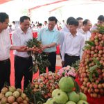 Kết nối, xúc tiến tiêu thụ vải thiều chín sớm Tân Yên