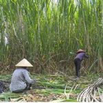 Cuộc cách mạng xanh, "gieo tín chỉ carbon" từ cây mía xứ Thanh