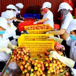 Vải thiều Thanh Hà vươn xa - quả ngọt từ tầm nhìn đúng đắn, bền vững