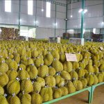 Tháo gỡ khó khăn trước thềm vụ thu hoạch sầu riêng