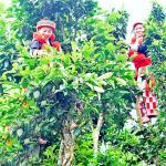 Những cây trồng bạc triệu xóa nghèo ở Na Hang