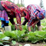 Chuyển mình từ đất dốc: Hành trình đổi thay ở Hoàng Su Phì